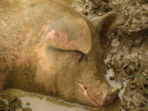 Ввоз свиней запретили на время. 
Фото с сайта sxc.hu.
