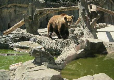 Новость - События - Видеофакт: в киевском зоопарке после зимней спячки проснулись медведи