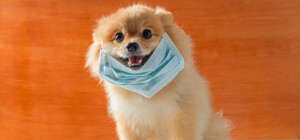 Получи ответ: работают ли во время карантина зоомагазины и ветклиники