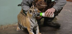 Подрастет на карантине: Одесский зоопарк купил маленькую тигрицу 