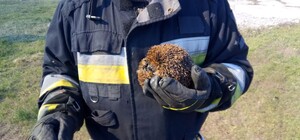 Едва не сгорел заживо: спасатели вытащили из огня ежа-манюню