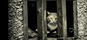 Паника затмевает рассудок: на Левом берегу замуровали котов из-за коронавируса