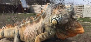 Только не пугайтесь: в городе потерялась огромная игуана (обновлено)