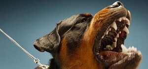 Смертельное нападение ротвейлера под Киевом: что решил суд