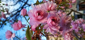 Полюбуйся с экрана: в городе зацвела сирень, сакура и миндаль (фото)