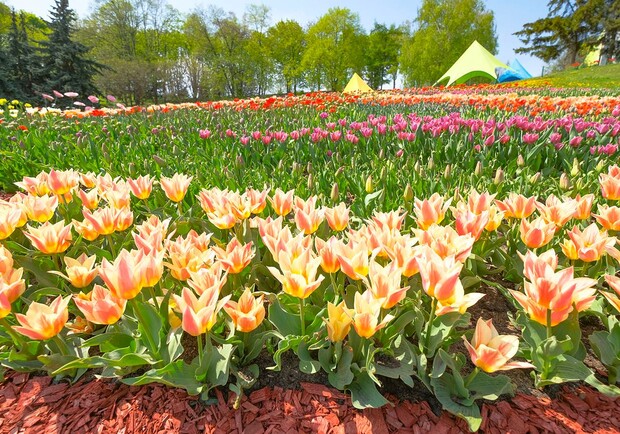 Карантин не помеха: на Спивочем поле расцвели тюльпаны фото
