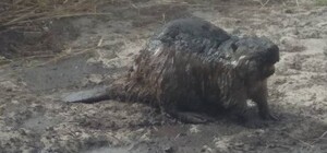 Сожженная трава и сгоревшие животные: в парке 