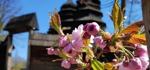 Великоднє диво: у Шевченківському гаю вперше заквітли сакури