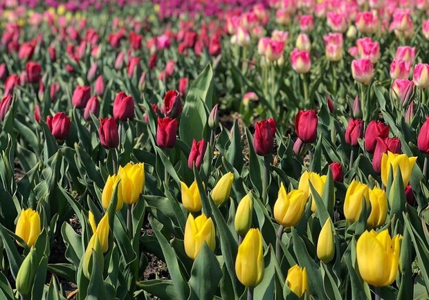 Полюбуйся из дома: на Певческом поле расцвели тюльпаны фото
