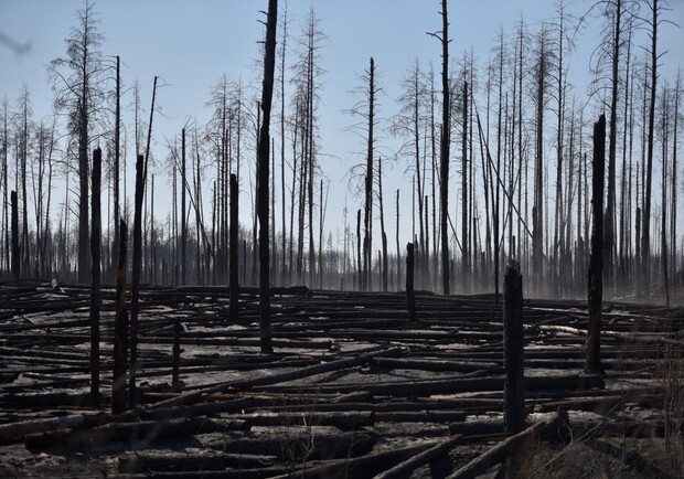 Пожары в Чернобыле: ликвидирован ли огонь и сколько всего леса сгорело фото