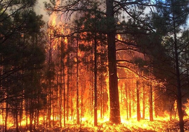 Лесные пожары: в Житомирской области за сутки выгорело 500 га заповедника фото