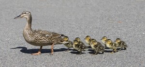 Видеофакт: в Харькове утка с утятами заблокировали движение транспорта