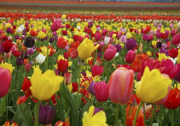 Километровая пробка: на майские посмотреть на тюльпаны приехало сотни людей  фото