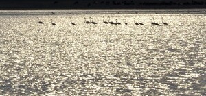 Гости из Африки: под Одессой заметили розовых фламинго