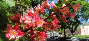 Прелести весны: в Одессе цветет розовый каштан и желтая акация 