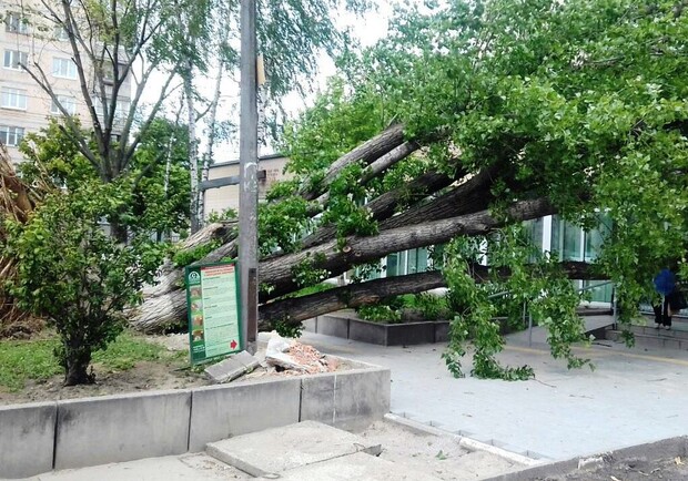 Фотофакт: в Киеве буря повалила деревья на проезжие части - фото