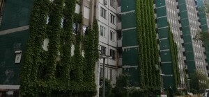 Киевские джунгли: дом на Дарнице облепляет дикий виноград