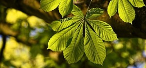 Охрана, замена: каштаны на Крещатике все-таки появятся 