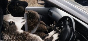 Правила не писаны: под Киевом автохам заехал на детскую площадку