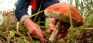 Маслята, подосиновики, моховики: под Харьковом начался грибной сезон
