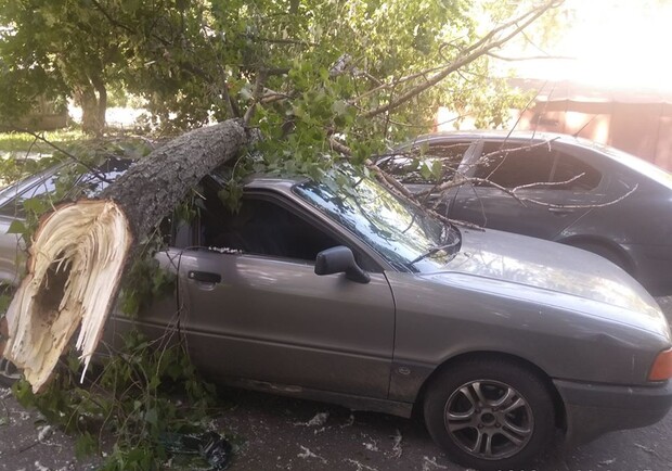 В Киеве аварийные деревья упали на машины. Фото: КАРС