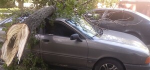Привалило: в Киеве аварийные деревья повредили несколько машин