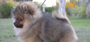 Ну как так можно: запорожанка гуляла по улице, размахивая собакой (видео)