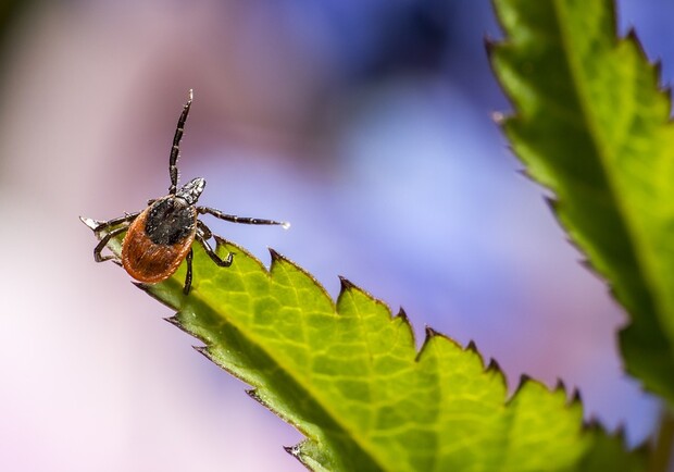 Будь в курсе: что делать днепрянам, если укусил клещ