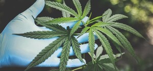 Пошумят: сегодня пройдет марш за легализацию каннабиса