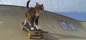 Накатаешься: на Позняках построят новый скейт-парк