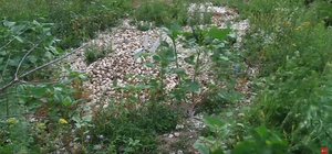 Вонь ужасная: в кустах под Полтавой кто-то выбросил кучу куриных яиц