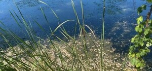 Слив промышленных отходов или жара: под Харьковом массово гибнет рыба