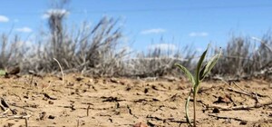 Постоянная засуха: югу Одесской области нужно полмиллиарда долларов