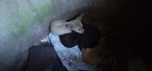 Минутка добра: в Днепре спасатели вытащили щенков из заброшенного коллектора (видео)