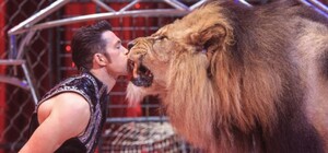 Новый дом: в реабилитационном центре под Запорожьем поселили цирковых львов