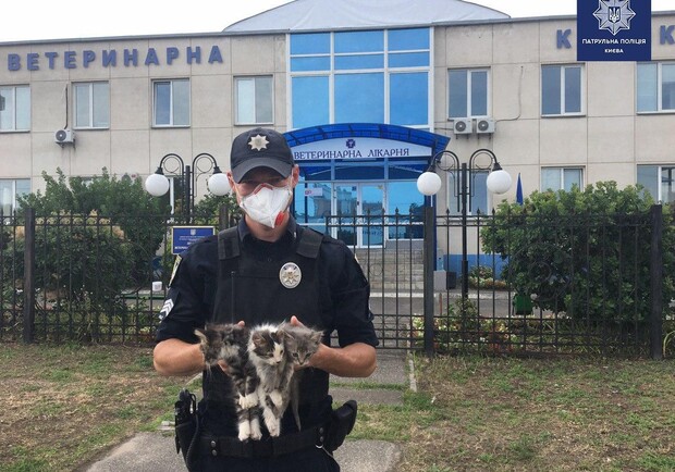 В Киеве полицейские нашли дом для троих котят фото:пресс-служба патрульной полиции Киева