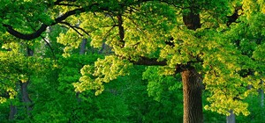 Нагуляешься: на Соломенке отремонтируют ландшафтный парк