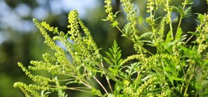 Выдыхай: какие киевские парки обработали от амброзии