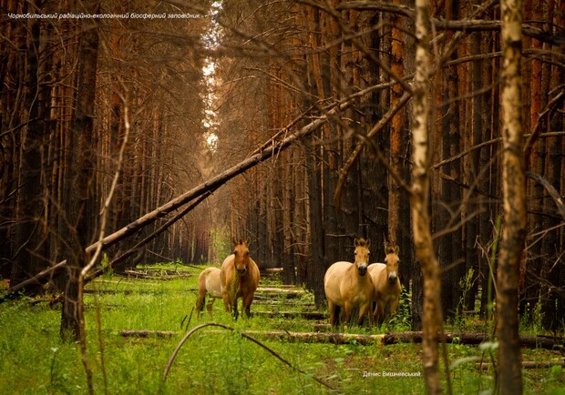 После пожара в Чернобыле восстанавливается природа. Фото: Денис Вишневский