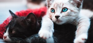 Нацкорпус пообещал разобраться со всеми, кто обижает котов на Теремках