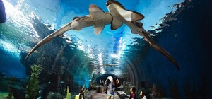 Черепахи, акули, скати: у Львові відкриють океанаріум