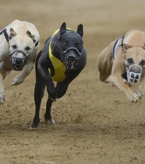 Мэрские гонки-2020: досье на потенциальных кандидатов