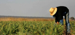 Без кукурузы и подсолнухов: одесские аграрии на гране банкротства 