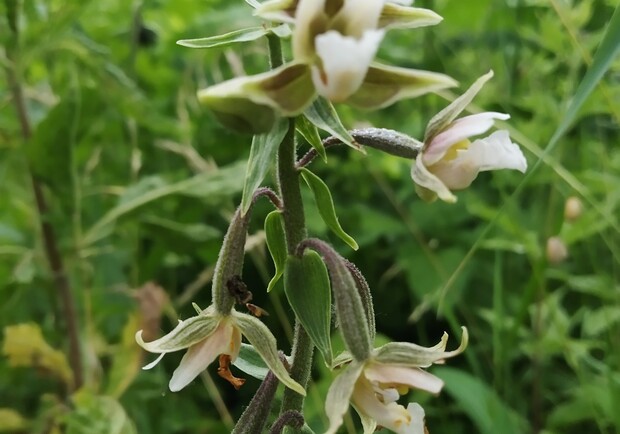 На Позняках нашли "краснокнижные" орхидеи. Фото: КЭКЦ