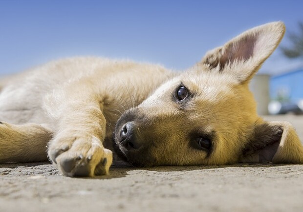 Отравили: собачек накормили ядом. Фото: pixabay
