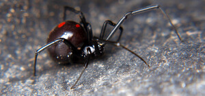 Укус черной вдовы: в Одесской области спасли женщину 