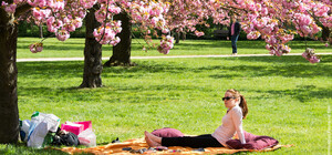 Загуляешься: на левом берегу появится новый сквер с сакурами