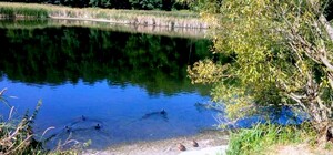 Может погибнуть: в Голосеевском парке исчезает озеро