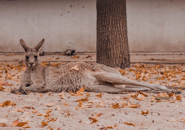  в Киевской области из зверинца сбежал кенгуру. Фото: unsplash