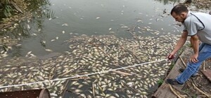 Страшно глянуть: в Днепре массовый мор рыбы